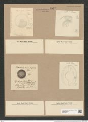 Coscinodiscus pericompsos Rattr. (de-Toni-Nr.: Genus 202, Species 5090) Zeichnungen Sammlung Grunow Nr. 8847 (NHMW-BOT-W0378474)